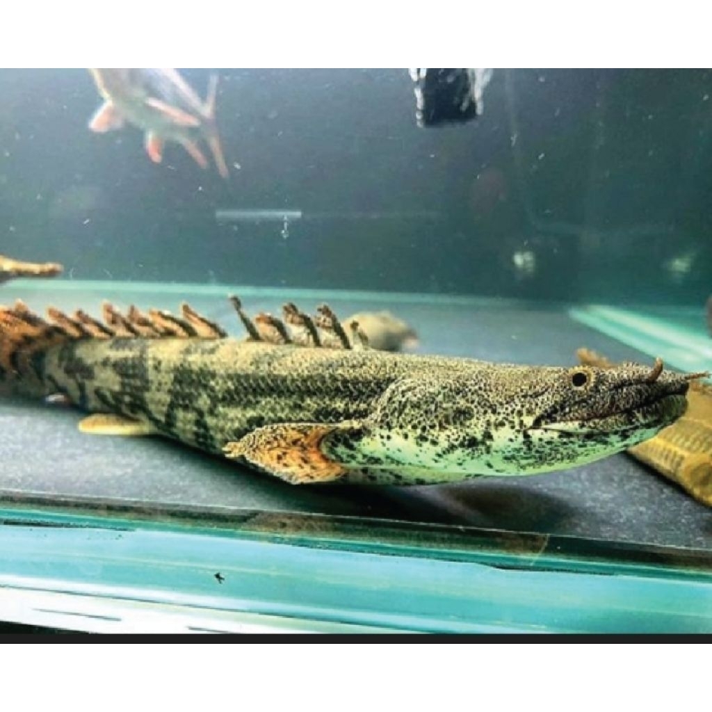 Hiasan Aquarium palmas Endlicheri