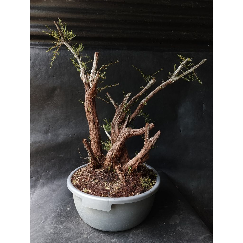 BAHAN BONSAI CUCUR ATAP/SAPU-SAPU