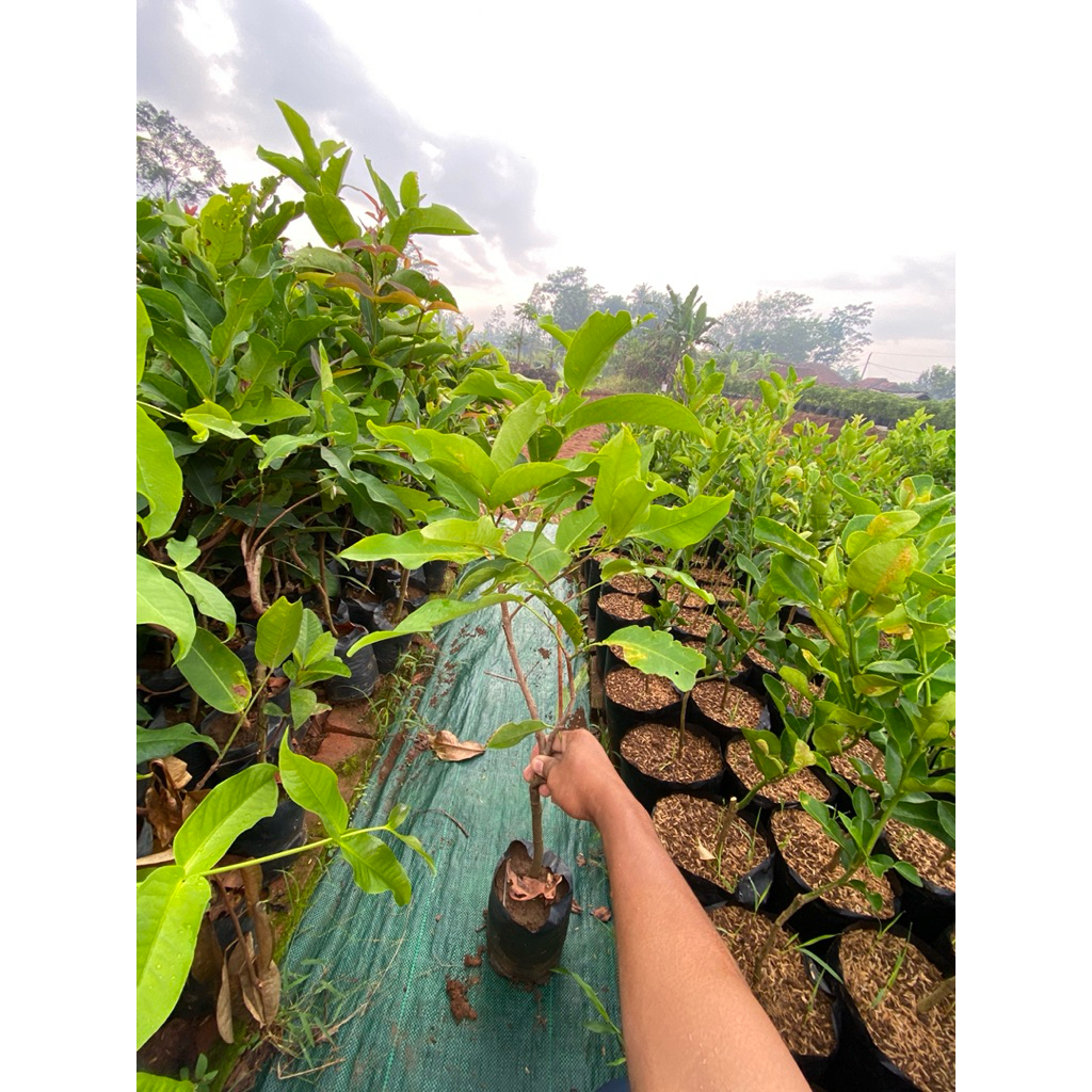 Bibit jambu air kiojok