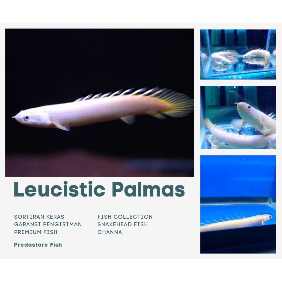 Leucistic Sinegalus Palmas Black Eye Grade A+ Garansi Pengiriman - Rekomendasi