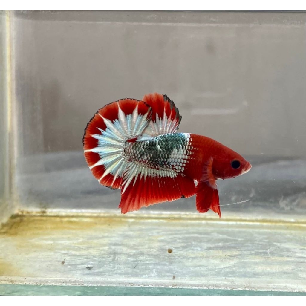 (PROMO) Plakat BAHAN FCCP Red Head StarTail Male/Female Random