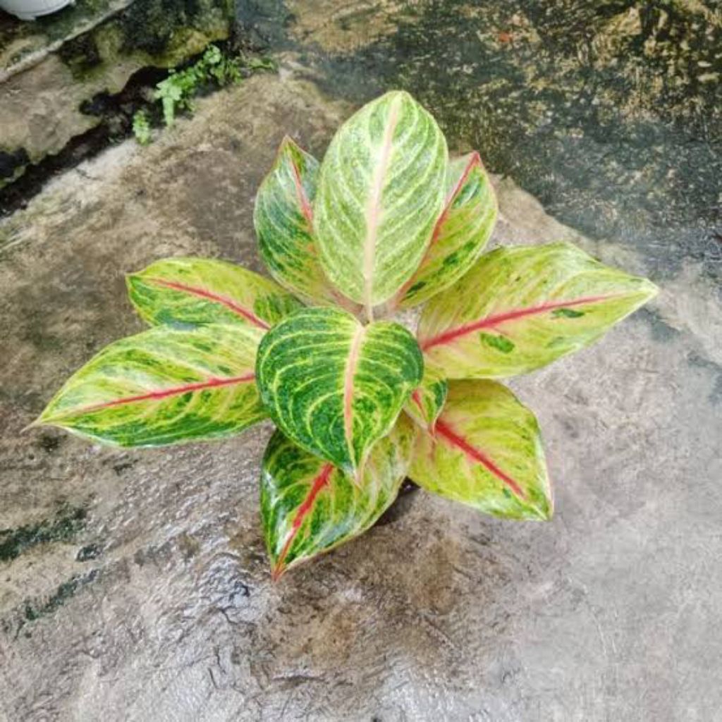 aglonema sweet heart