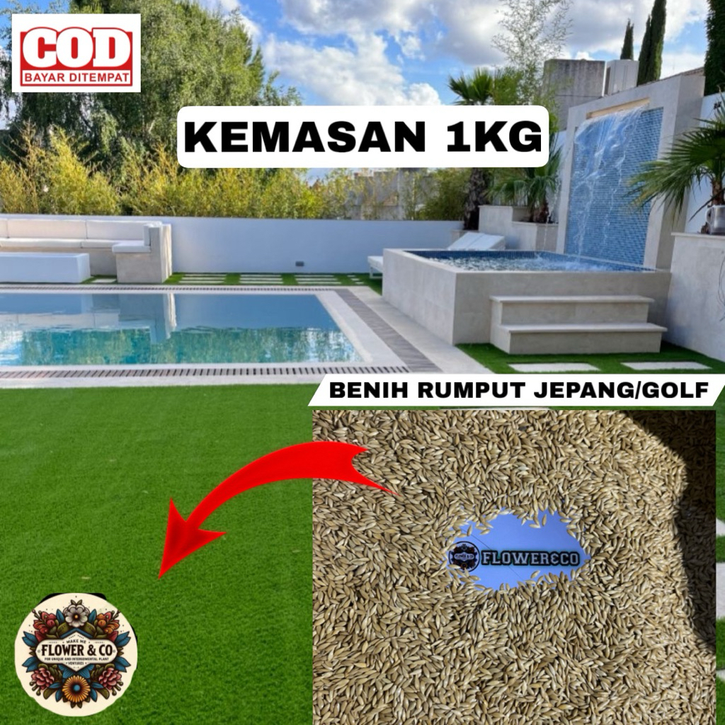 BIJI RUMPUT JEPANG BISA COD SIAP TANAM - Tanaman hias benih rumput Jepang