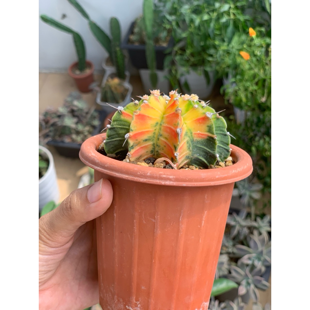 Gymnocalycium LB Hybrid Varigata kaktus gymno pink var tipis orange miha 2178 ribs lb2178 tanaman hi