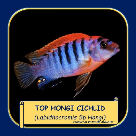 IKAN HIAS AIR TAWAR - CICHLID TOP HONGI / TOP HONGI CICHLID / LABIDHOCROMIS HONGI (IKAN CICHLID)