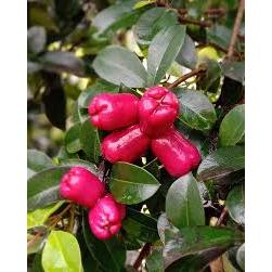 Bibit Jambu Air Lily Pily