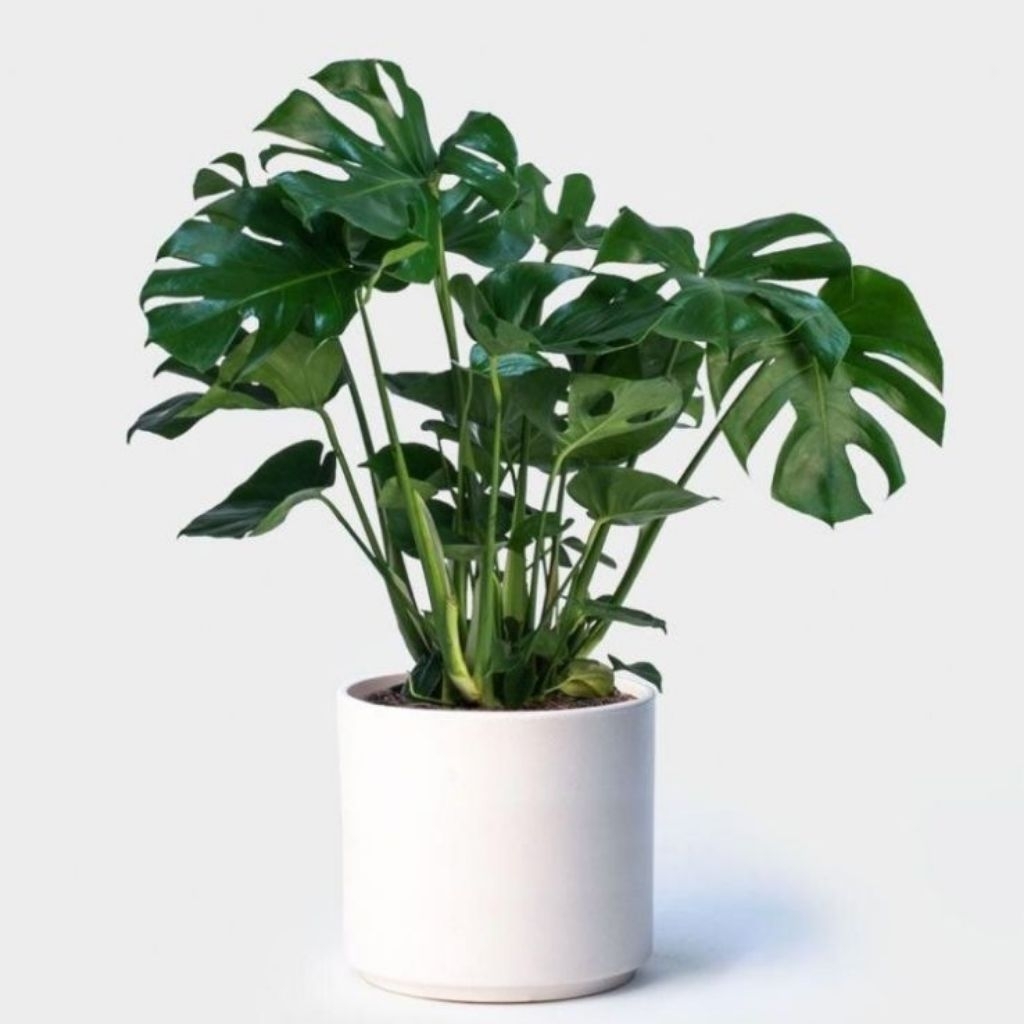 Monstera Deliciosa/borsigiana/king/Tanaman Hias Monstera delicious - monstera delisiousa - Monstera 
