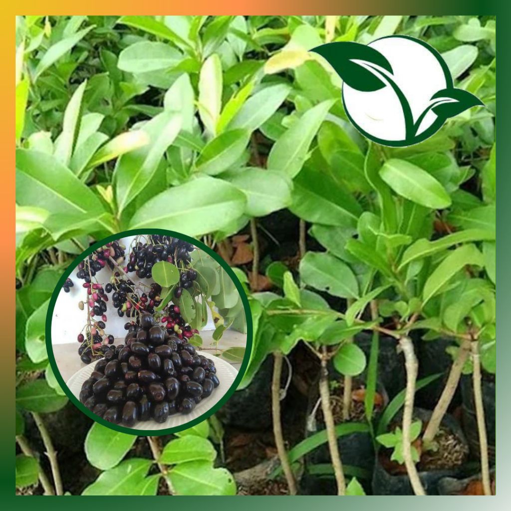 Bibit tanaman buah juwet/jamblang/duwet