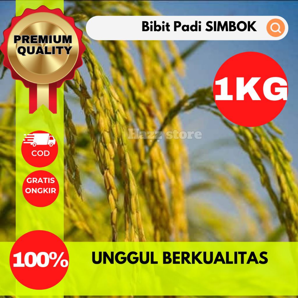 (1KG) BENIH BIBIT PADI SIMBOK UNGGUL BERKUALITAS 100% ORIGINAL