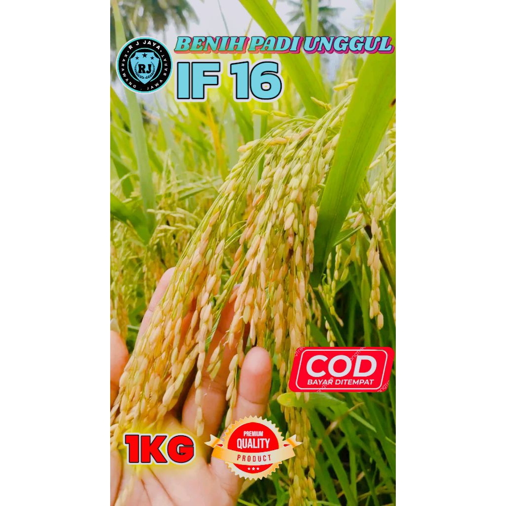BENIH PADI UNGGUL BERKUALITAS IF 16 KEMASAN 1KG