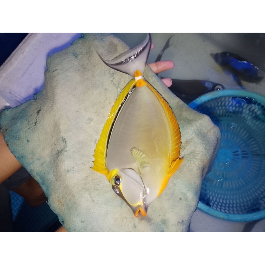 ikan hias laut botana naso padang XL