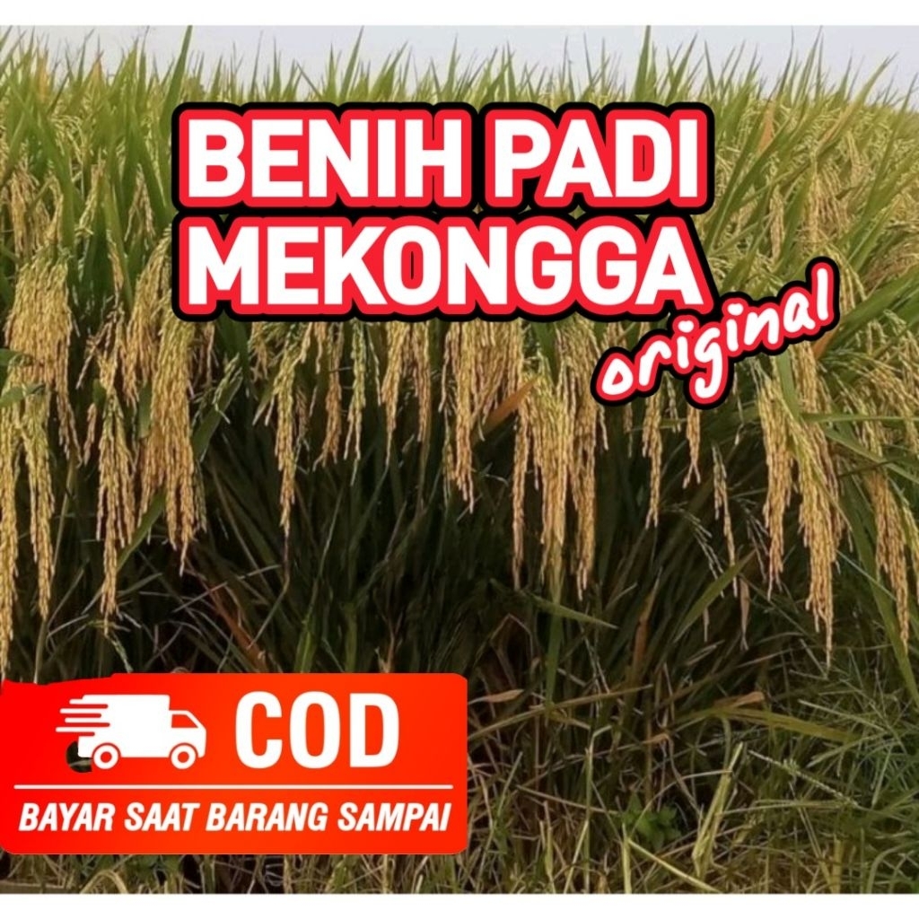 Benih Padi Mekongga 1kg Premium Padi Unggul Bibit Unggul