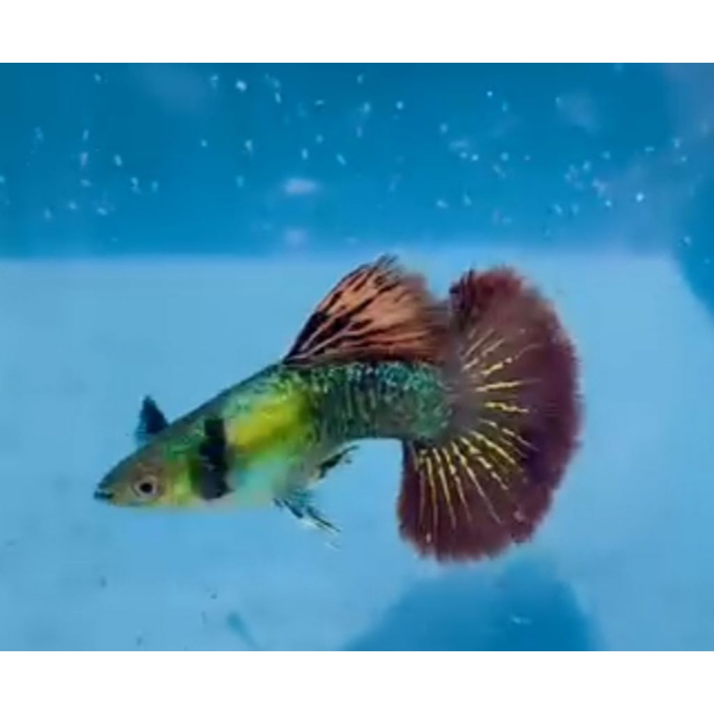 Guppy Platinum Red Dragon