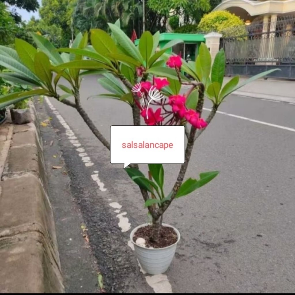 Tanaman Hias Kamboja Bunga  Merah Pohon Kamboja