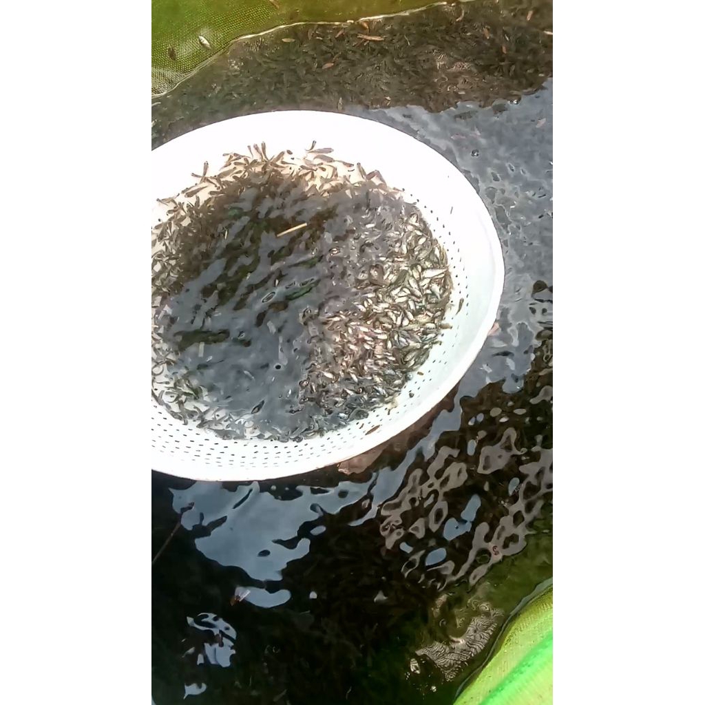 larva nila hitam nirwana isi 400 ekor terbaik gratis pakan.