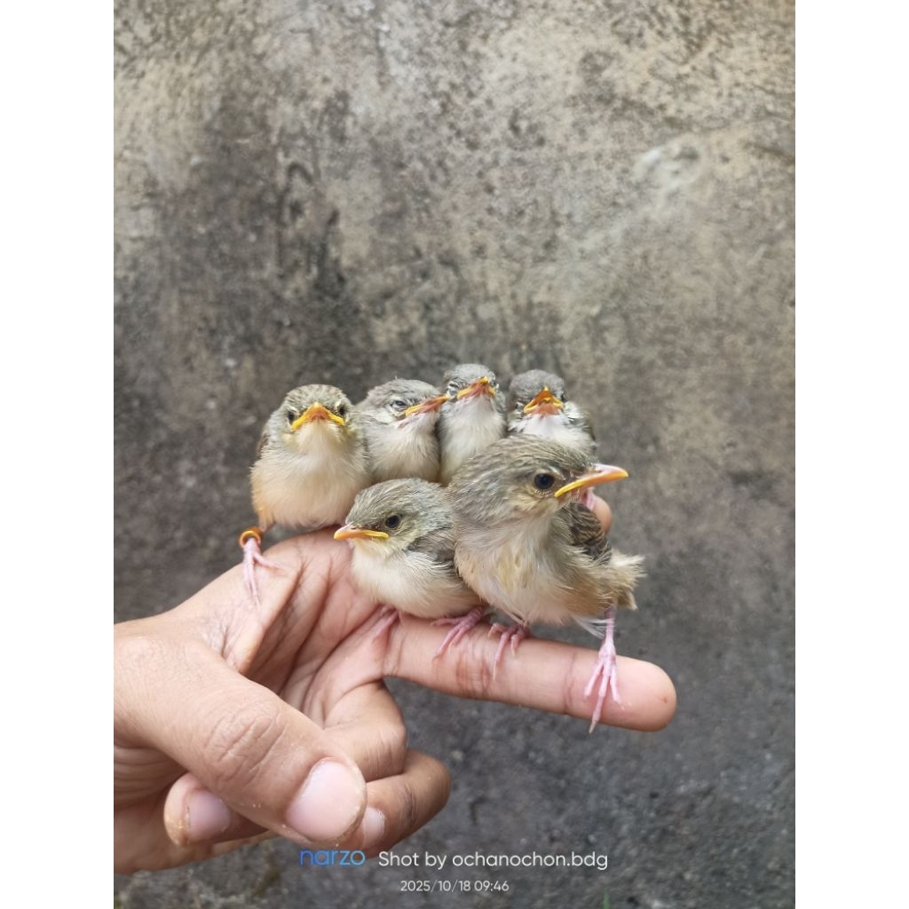 anakan ciblek gunung jantan