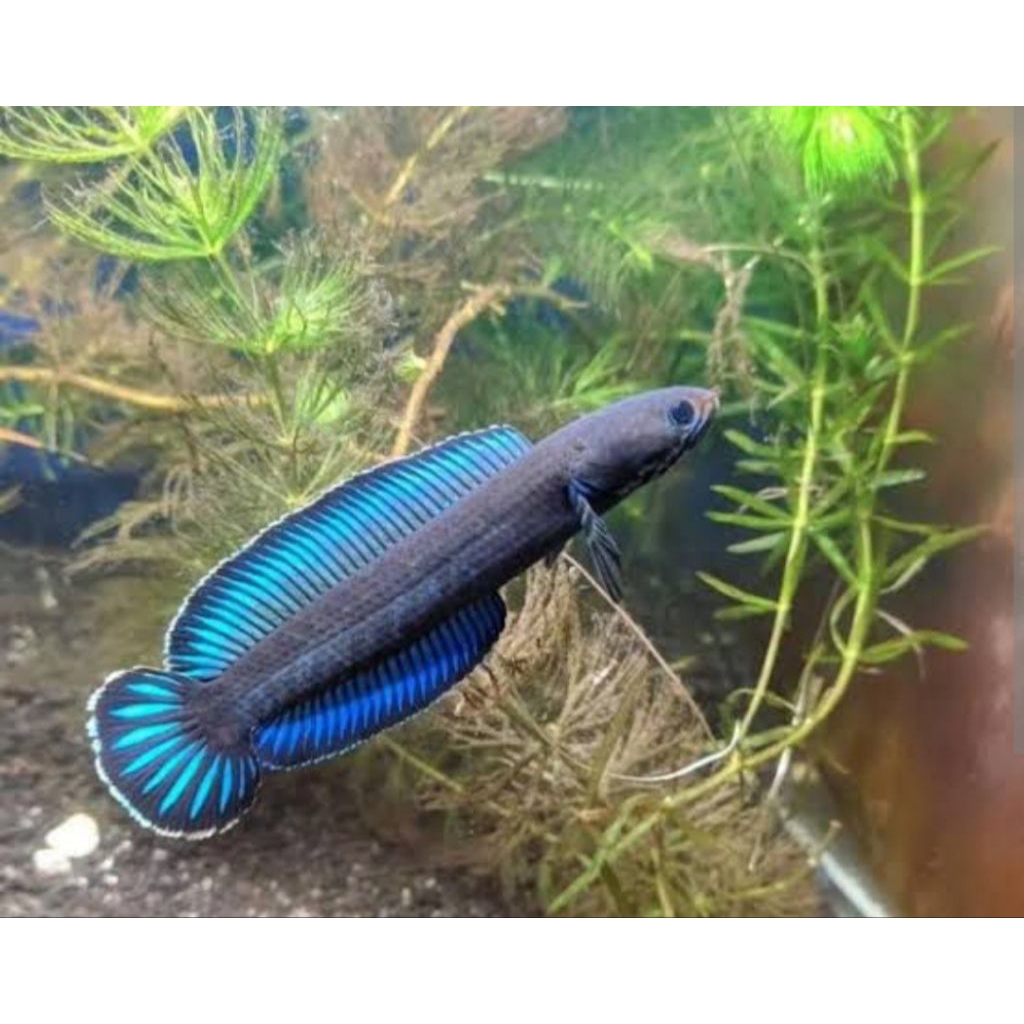 stiker chana andrao  bahan kontes/warna biru  6-7cm