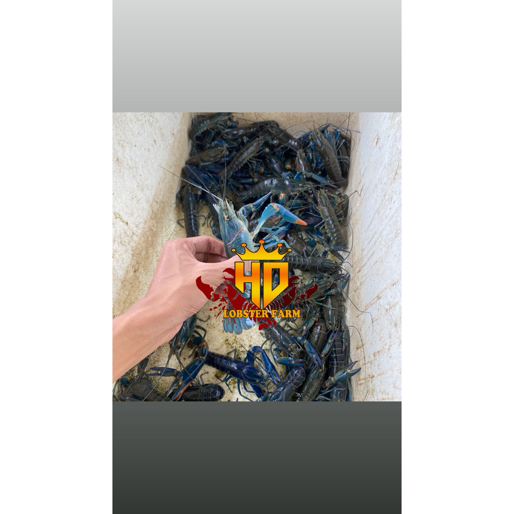 Paket mitra kecil HD LOBSTER