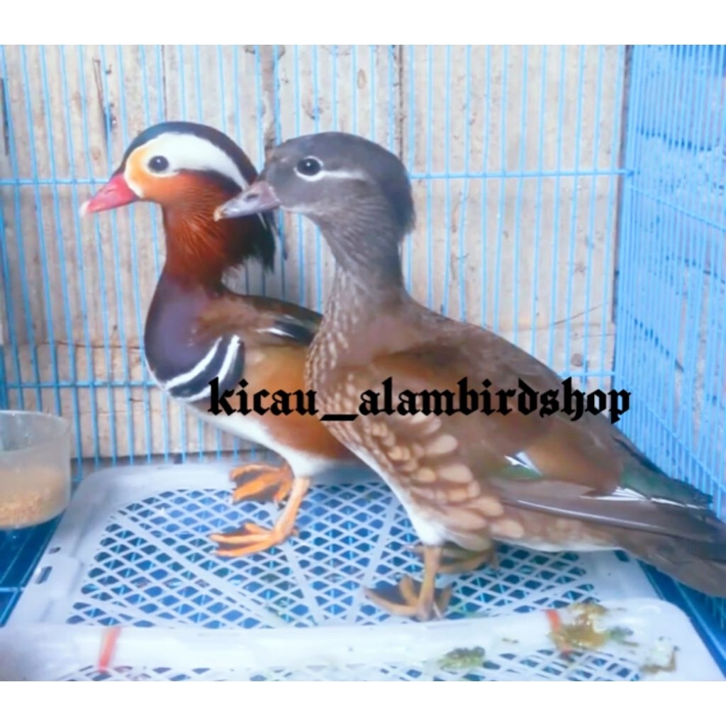 BEBEK MANDARIN SEPASANG JANTAN BETINA