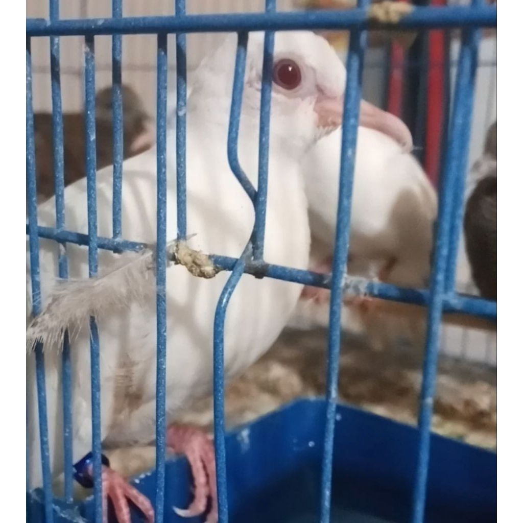 perkutut putih kapas mata merah