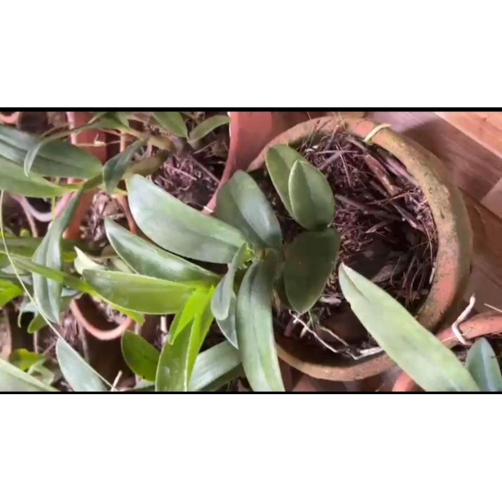 bibit anggrek| Bibit bunga anggrek | dendrobium remaja