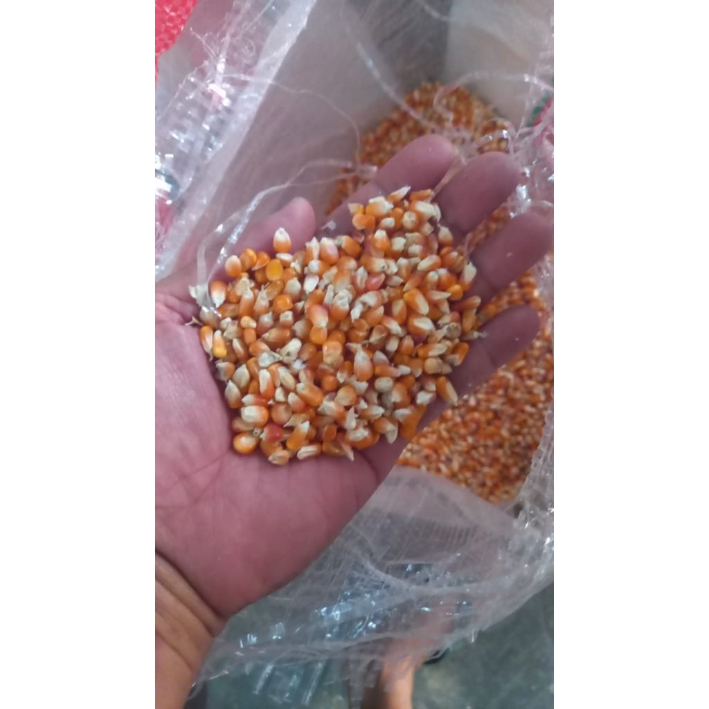 Jagung Kristal Probolinggo 25kg
