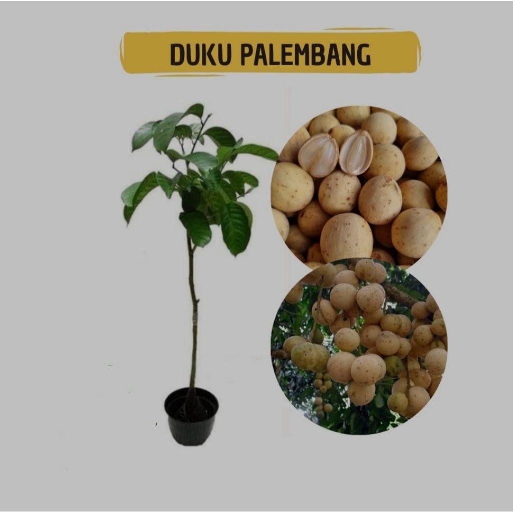 bibit duku palembang hasil okulasi,bibit duku palembang