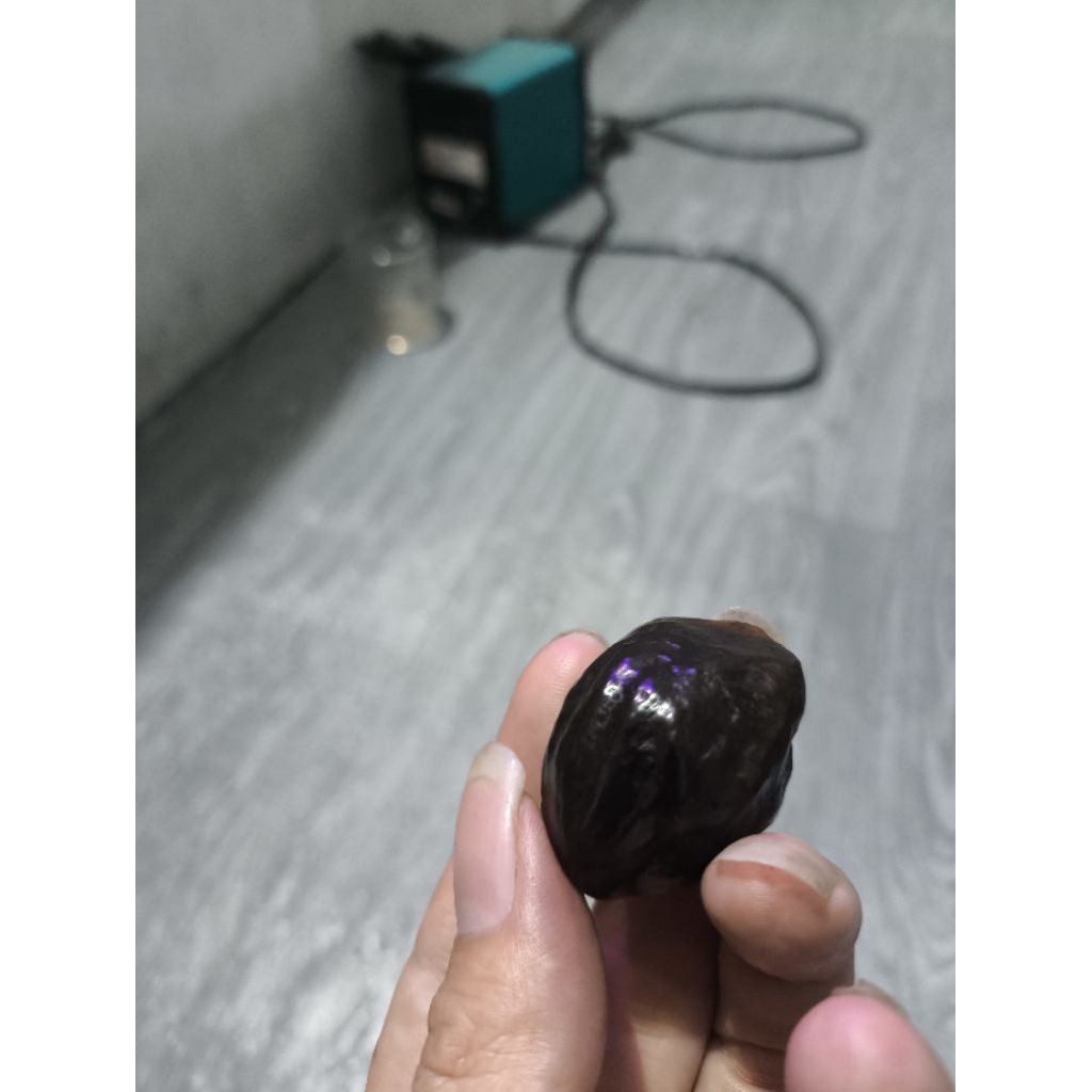 muncang adu jawa ori