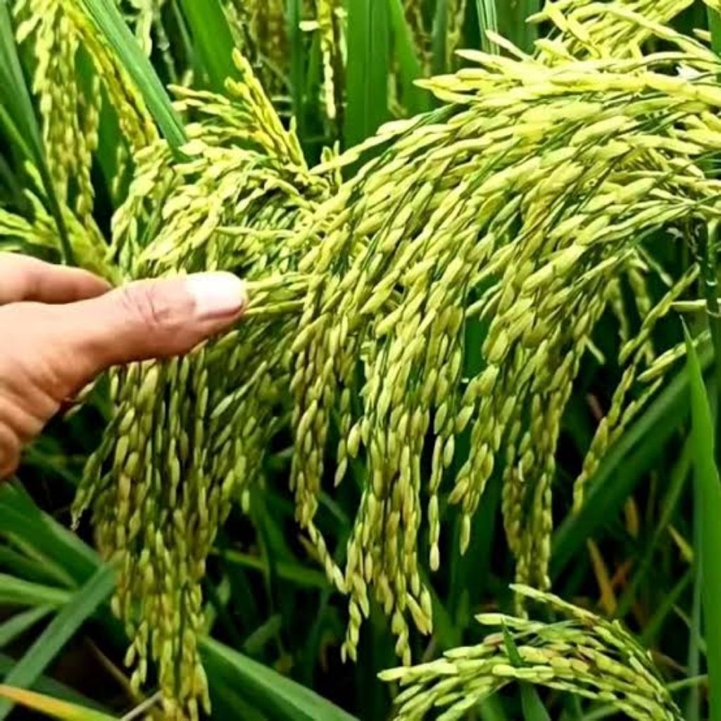 bibit padi unggul CL 220 5KG