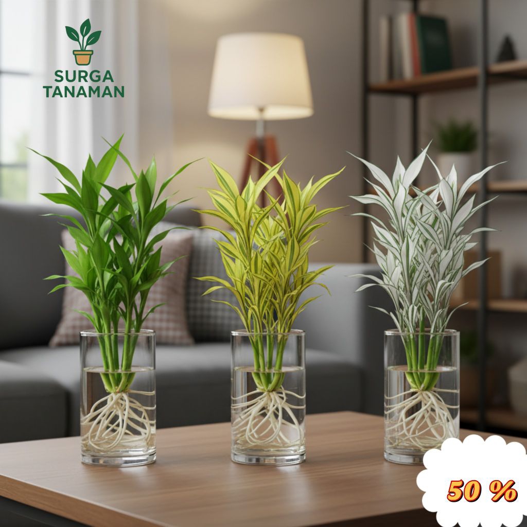 ( PAKET 3 BAMBU HOKI ) Paket 3 tanaman media air bambu hoki - bambu hoki hijau - bambu hoki varigata