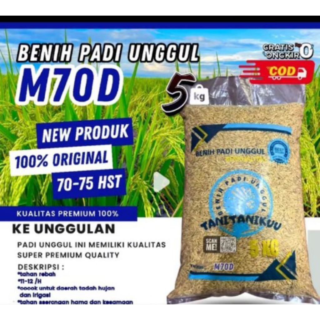 BENIH PADI UNGGUL M70D