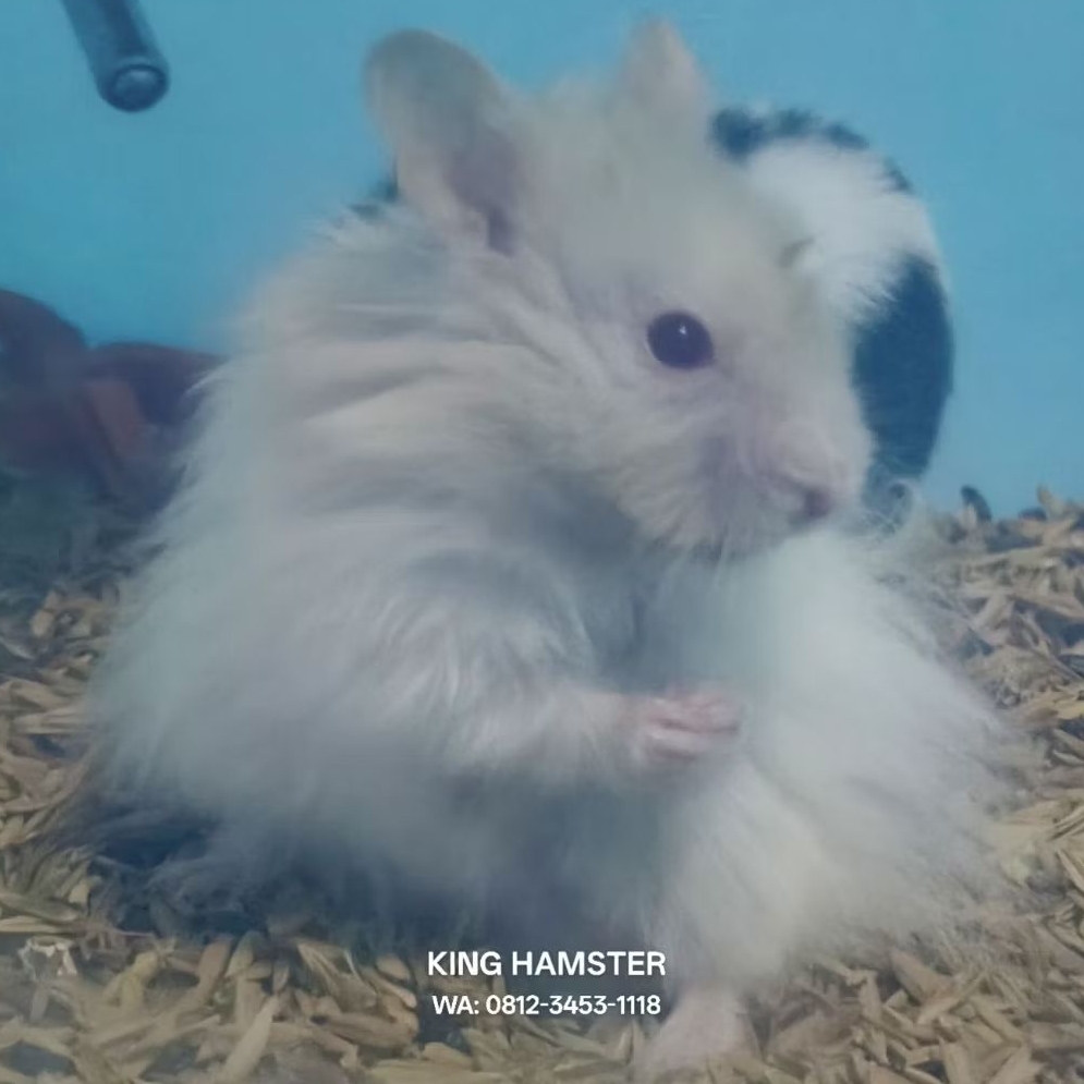 Hamster Syrian Shorthair Hamster BigBone Hamster Lucu Dan Jinak