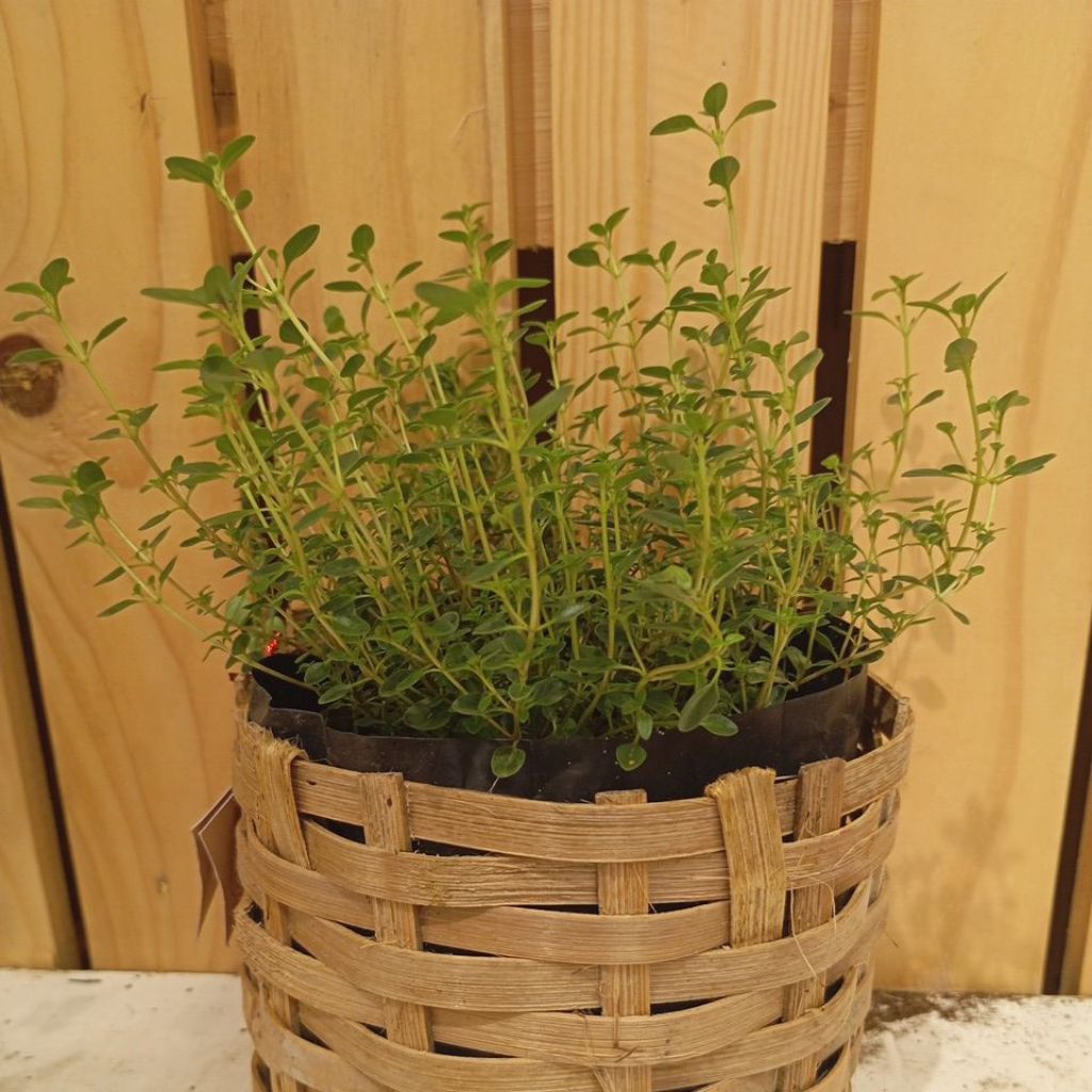 Bibit tanaman Thyme Segar