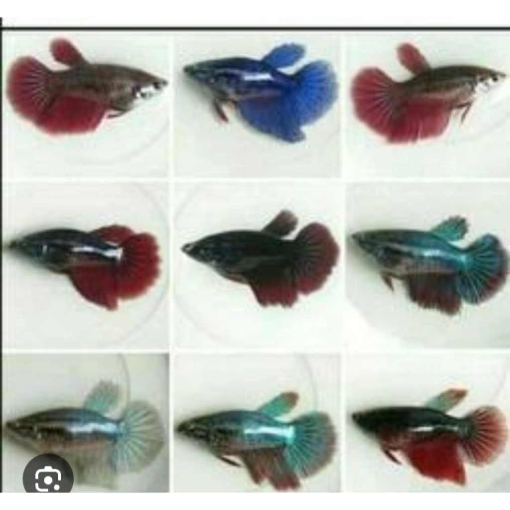 Hiasan Rumah Cupang betina siap kawin