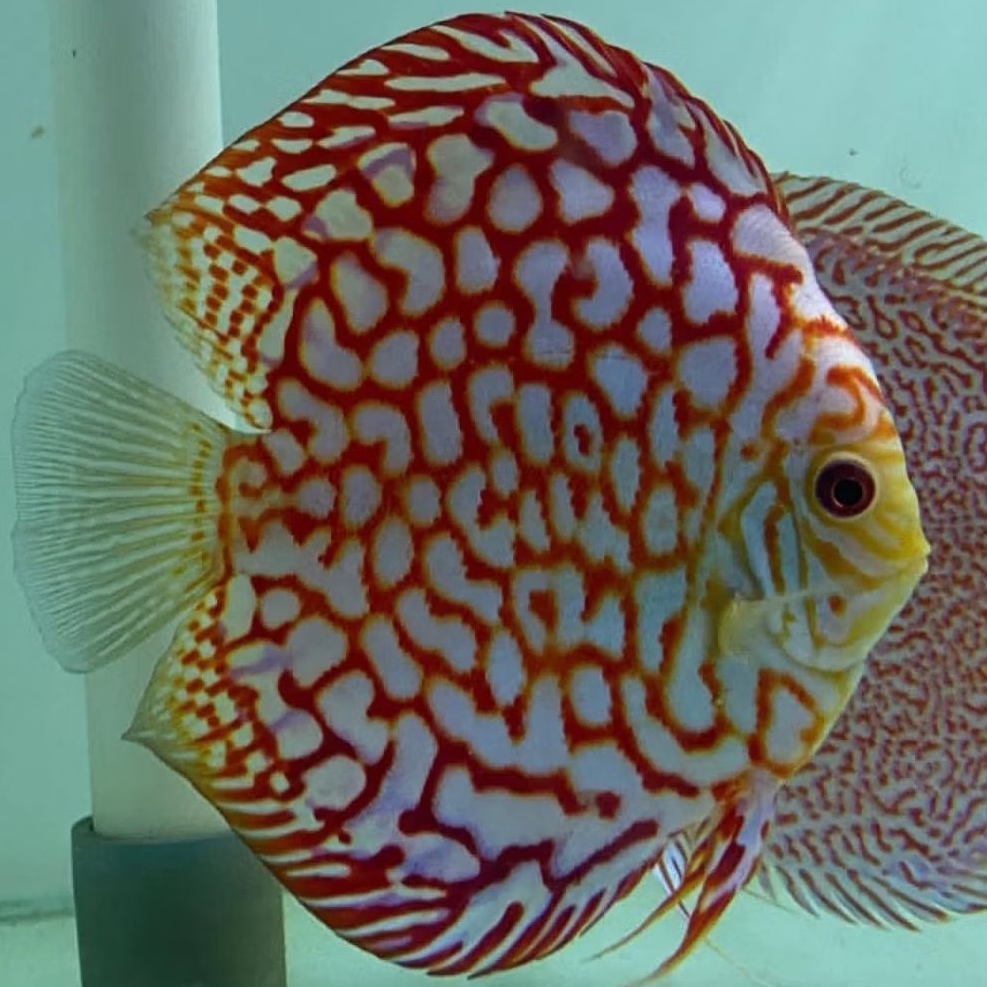 Discus Pigeon polkadot / ikan hias air tawar