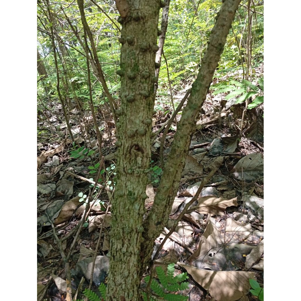 secang batang kayu secang fresh  untuk herbal perkilo