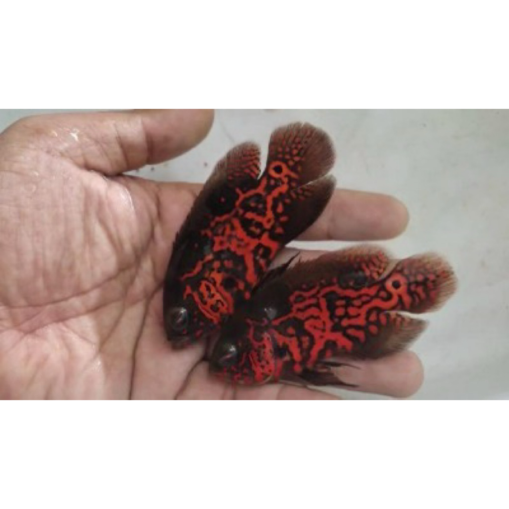 Oscar Black Tiger /  black tiger good marking 8-12cm