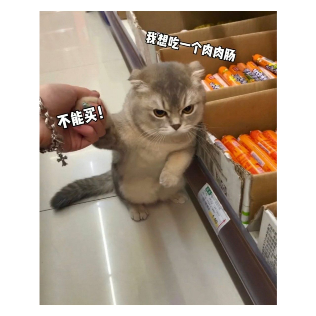 Kucing Kampung Khas Indonesia