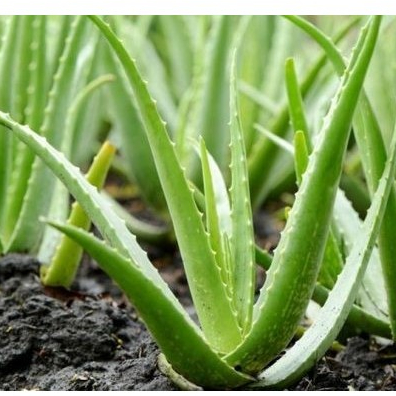 Lidah Buaya Jumbo Desain Bagus Herbal Alami Untuk Kulit Pengiriman Cepat Cod