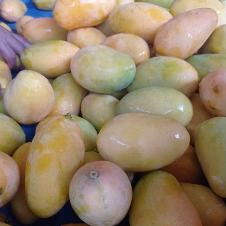 Buah Mangga / Pelem/ Podang Gunung Khas Kediri
