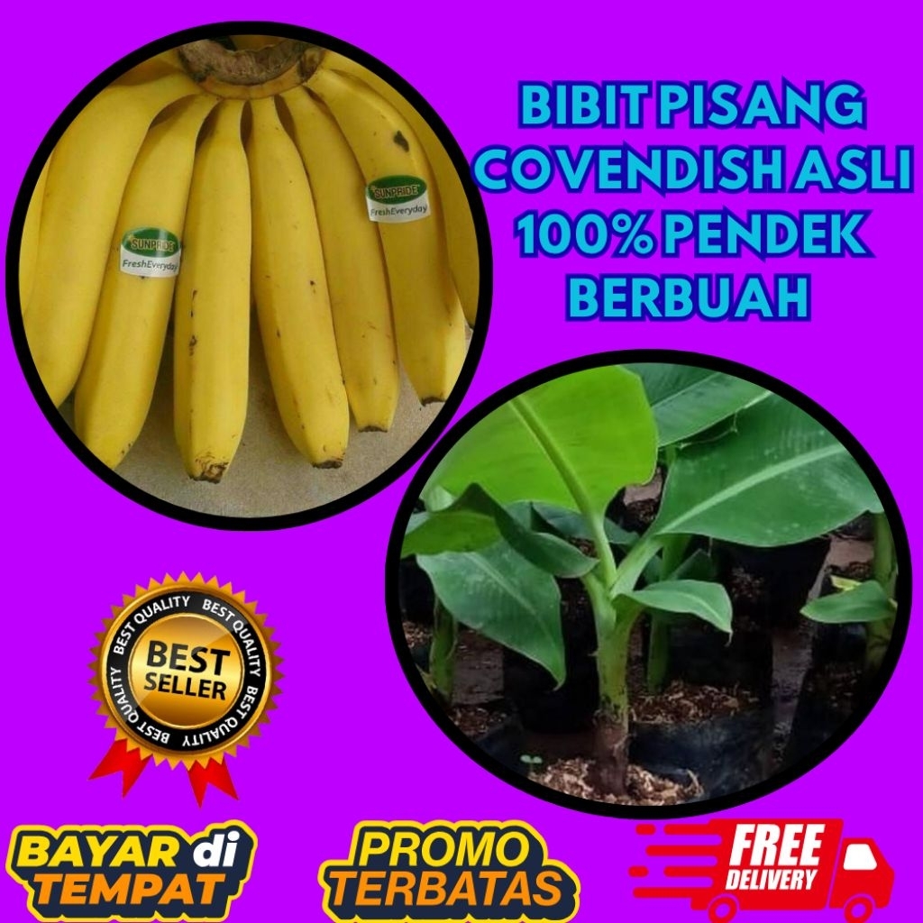 ASLI  Pohon Pisang Cavendish Mini