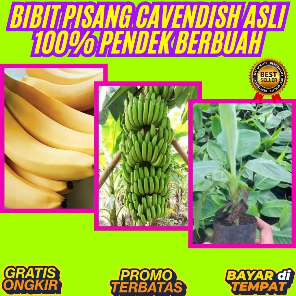 BIBIT BERKUALITAS  Bibit Pisang Cavendish Foto │ Bibit Pisang Cavendish G9