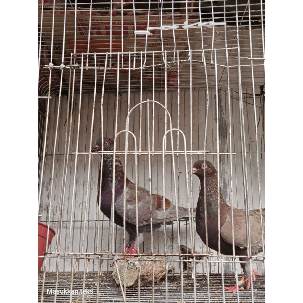 burung merpati balap si25 lar2 jantan aja