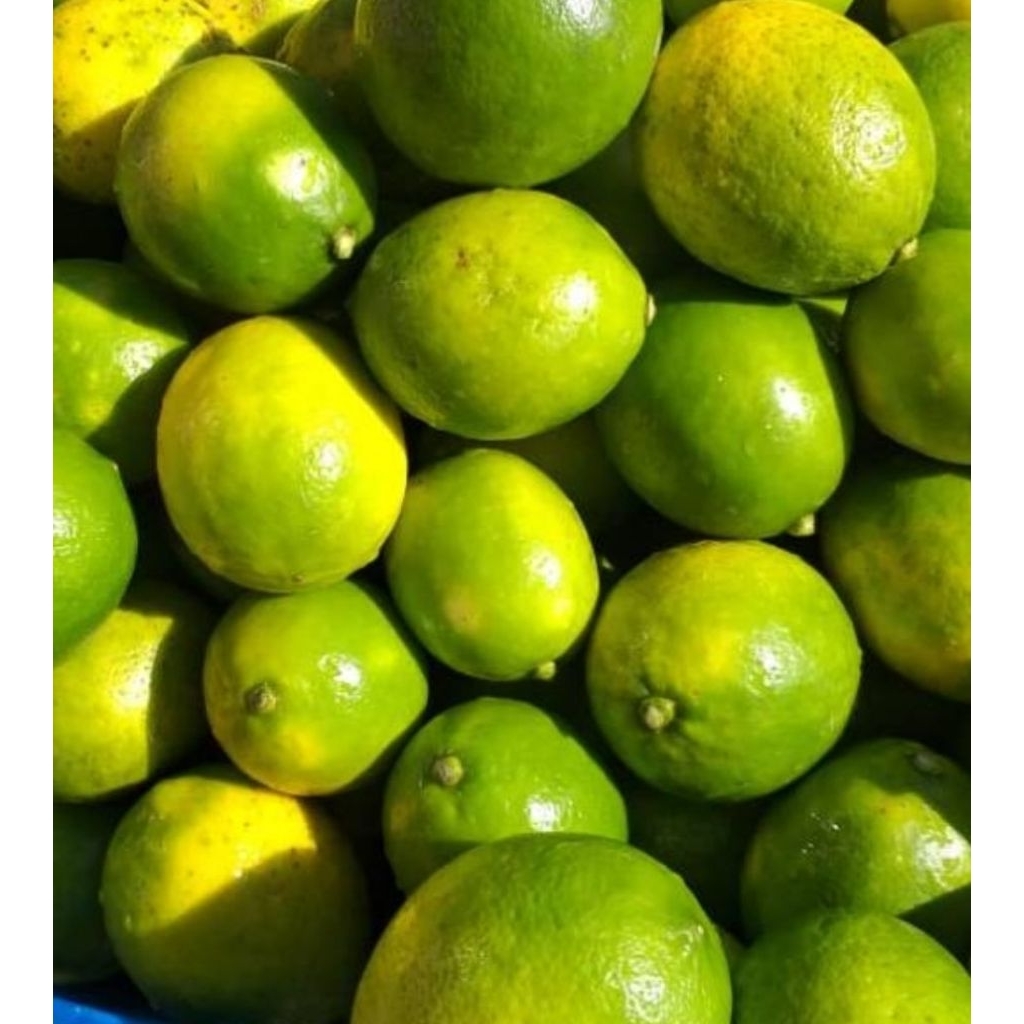 jeruk lemon California hijau cocok buat jus diet