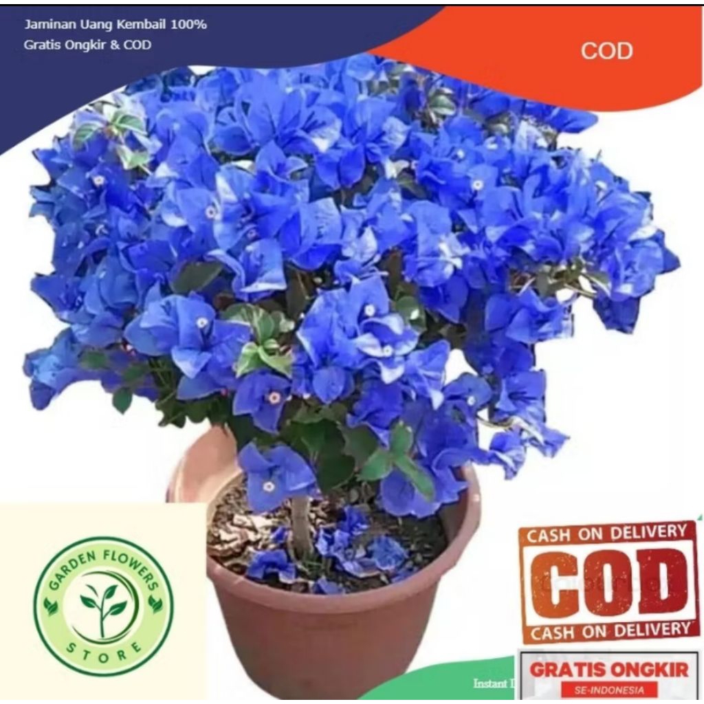 Tanaman hias hidup bibit bunga Bougenville import warna biru (COD)