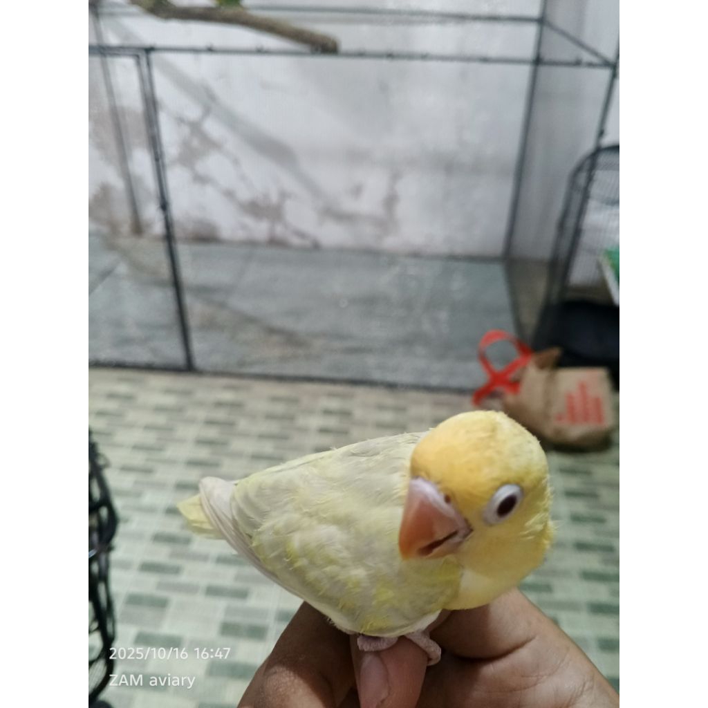 lovebird biola pb pf vio