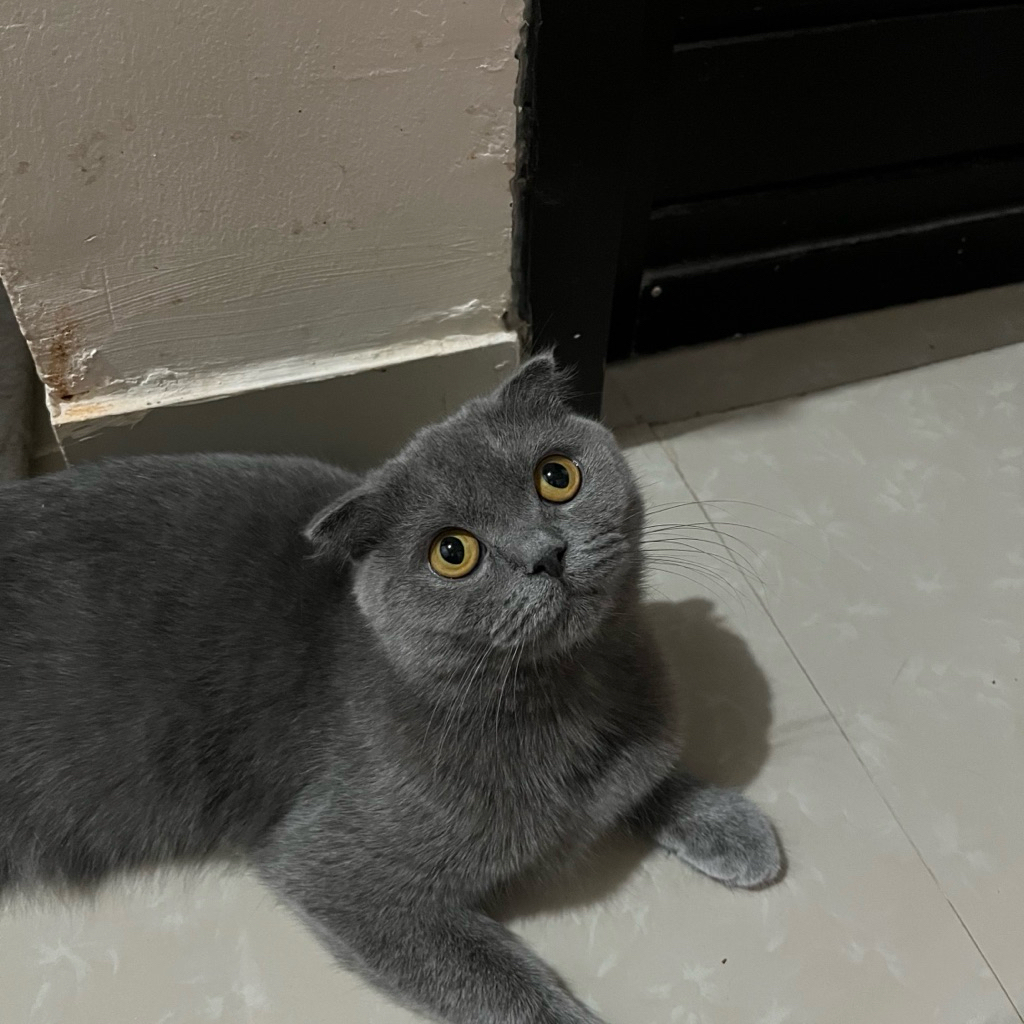Kucing Scottish Fold