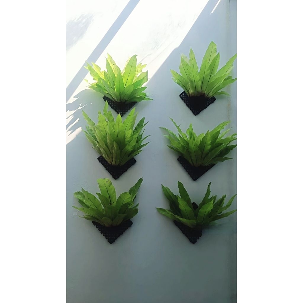 kadaka hias/kadaka sarang burung/kadaka tempel dinding