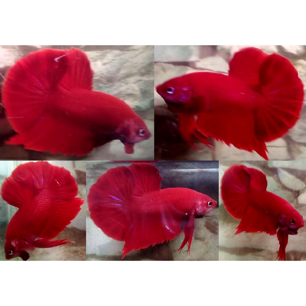 Ikan Cupang Halfmoon Plakat HMPK Super Red, Bonus Pakan, HMPKSR01