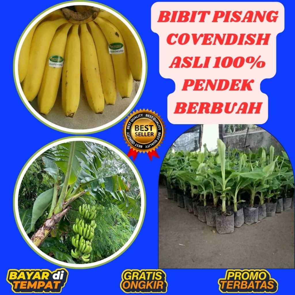 BISA PARTAI  Bibit Pisang Cavendish Super Bibit Pisang Cavendish Terdekat